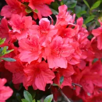 azaleas
