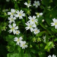chickweed with small white flowers