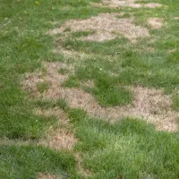 dead brown patches in lawn