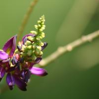 kudzu plant