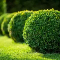 tree-shrub