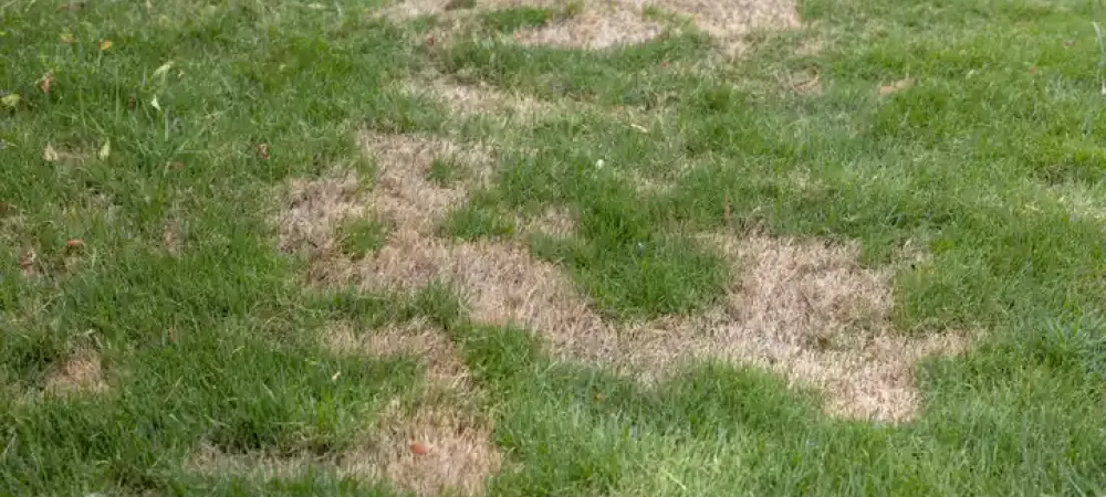 dead brown patches in lawn