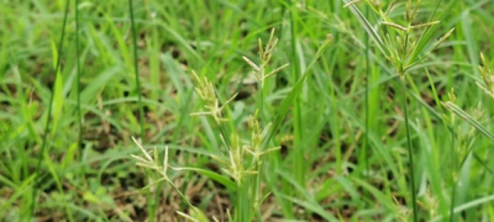 nutsedge weed in georgia