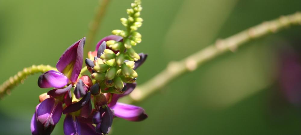 kudzu plant