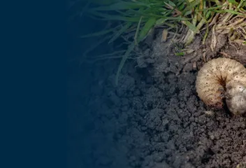 Grubs in lawn