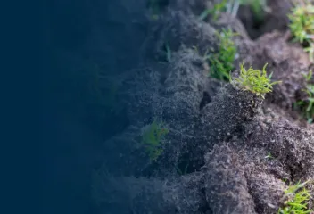 Lawn plugs from aeration