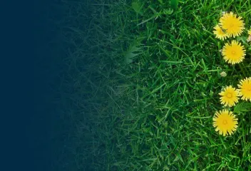Weed control, dandelions in grass