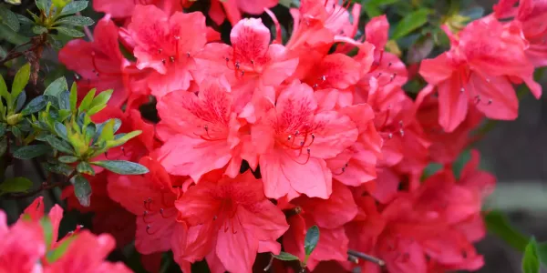 azaleas