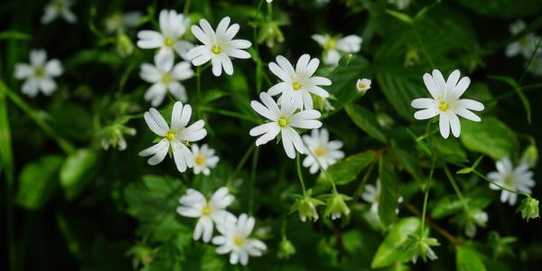chickweed with small white flowers