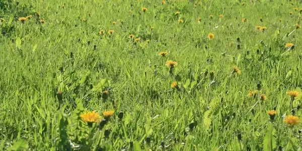 dandelion-weeds-flourishingin-fertilized-lawn
