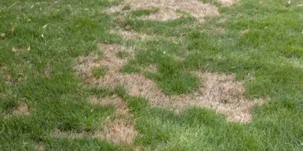 dead brown patches in lawn