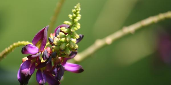 kudzu plant