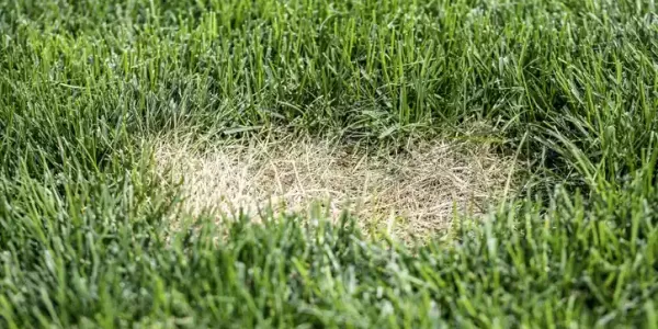 lawn-disease