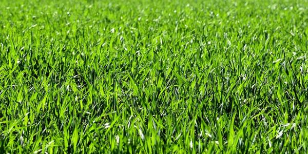 grass