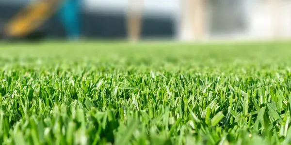 Green healthy grass