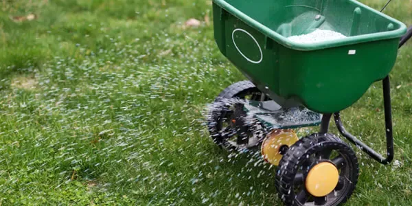 Spreading lawn seed