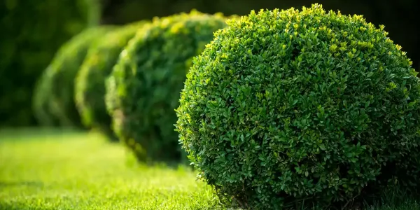 tree-shrub