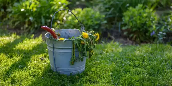 weed-control-bucket