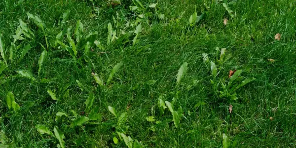 weeds-on-lawn