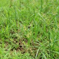nutsedge weed in georgia