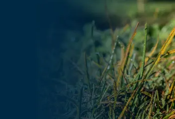 grass disease