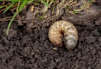 Grubs in soil