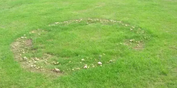 fairy-ring