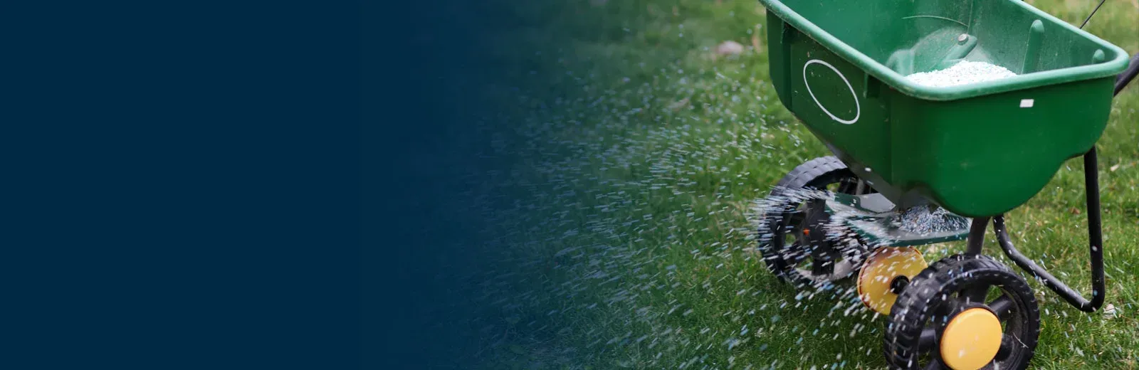 Spreading lawn seed